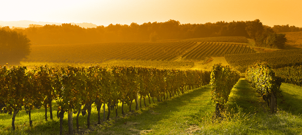 Gladstone Land Acquires Vineyards in Washington and Oregon